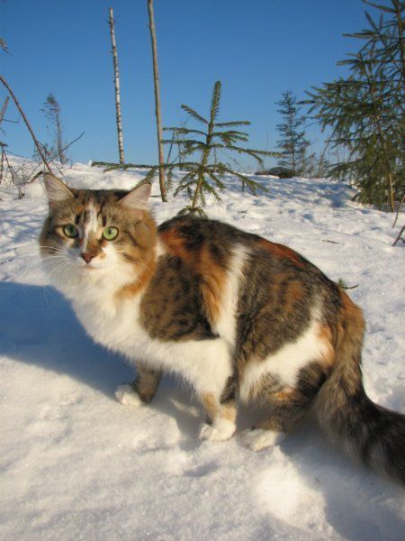 Torbie Cat, Cat Reference, Siberian Cat, Cat Pictures, Cat Family, Cat Boarding, White Cats, Kittens Funny, Anime Cat