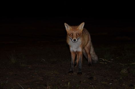 foxes hunting at night