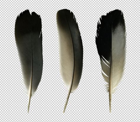 precut-image-pigeon-feathers Pigeon Feather, Feather Art, Png Format, Pigeon, Transparent Png, Feathers, Drawings, Pins, Quick Saves