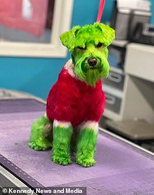 Cute footage of pooch, in the image of the iconic Dr. Seuss character, looking solemn-faced was met with comments slamming the owner Coloring Dog, Grinch Dog, Dog Hair Dye, White Schnauzer, Dog Dye, Creative Grooming, Poor Dog, Pet Businesses, Dog Parents