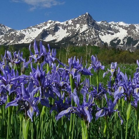 Ridgeway Colorado, Things To Do In Crested Butte Colorado, Ridgway Colorado, Dinosaur Ridge Colorado, Quandry Peak Colorado, Crested Butte Colorado, San Juan Mountains, Outdoor Activities, Places Ive Been