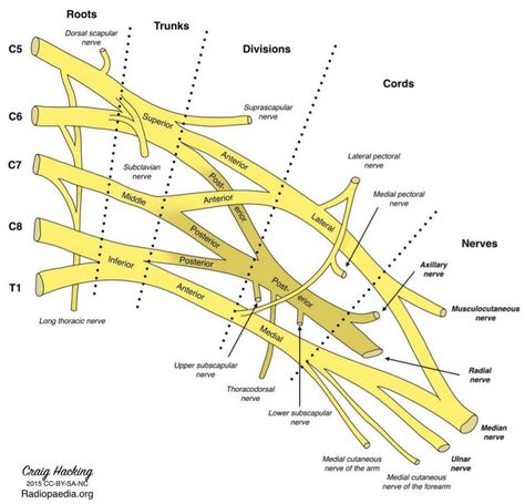 brachial plexus nerves blood anatomy revision study medical med school Infraspinatus Muscle, Upper Limb Anatomy, Axillary Nerve, Brachial Plexus, Human Muscle Anatomy, Gross Anatomy, Study Flashcards, Musculoskeletal System, Muscle Anatomy