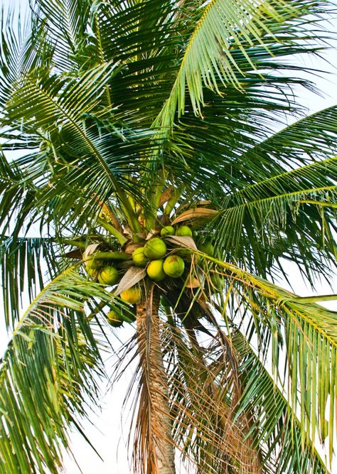 The coconut tree(Cocos nucifera) is found almost everywhere on Barbados. These towering trees bear a head of large pinnate leaves with a slender trunk. It has been thought to spread to the East and West by way of its floating fruit. Most authorities claim it is native to South Asia while others, northwestern South America.   Coconut milk is made by processing grated coconut with hot water or milk.   The extracted oil is the most versatile of vegetable oils as  cosmetics, cooking oil, etc. Aloe Vera Acne, Case Creole, Giant Vegetable, Coconut Oil Recipes, Beach Sunset Wallpaper, Coconut Oil Uses, Hawaiian Art, Cocos Nucifera, Water Sea