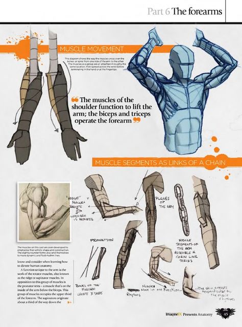 Ron Lemen Arm Anatomy! Arm Anatomy, 남성 근육, Poses Manga, Man Anatomy, Anatomy Tutorial, Human Anatomy Drawing, Human Figure Drawing, Human Anatomy Art, Anatomy Sketches