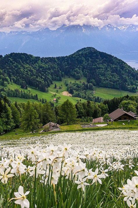 Today's picture comes from Sennarelax. The fluffy field of daffodils paired with the stunning mountainous backdrop of rural Switzerland reminds us of something out of Alice in Wonderland. Switzerland Flower Field, Field Of Daffodils, Landscape Flowers, Fairy Queen, Foto Art, Le Havre, Alam Yang Indah, Nature Aesthetic, Flower Field