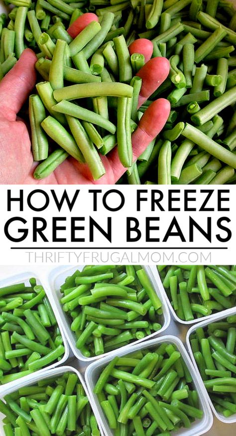 How to Freeze Green Beans (a step by step tutorial)-- it's super easy plus they taste SO much better! #thriftyfrugalmom #greenbeans #freezerfood Preserve Green Beans, Dehydrated Green Beans, Preserving Green Beans, Fermented Green Beans, Garden Beans, Freezing Vegetables, Blanching Green Beans, Easy Canning, Snap Beans