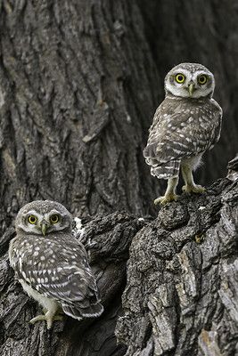 Eye To Eye Little Spotted Owlets By Ghulam Rasool Photography - (flickr) Awesome Owls, Burrowing Owl, Owl Photos, Owl Party, Hoot Owl, Owl Pictures, Beautiful Owl, Owl Bird, Baby Owls