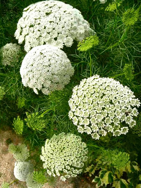 Ammi Visnaga Ammi Visnaga, Queen Anne Lace, Daucus Carota, Moon Garden, Queen Annes Lace, White Gardens, Front Garden, Queen Anne, Dream Garden