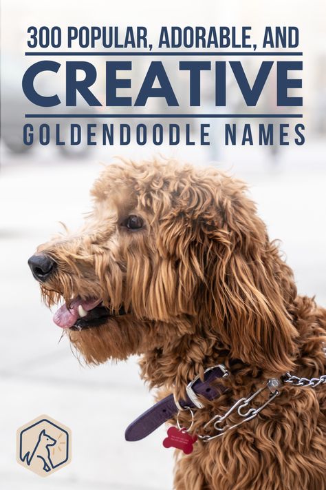 Golden Doodle Must Haves, Golden Doodle Puppy Names, Goldendoodle Names Female, Female Puppy Names Unique, Labordoodle Puppy, Bernedoodle Names, Puppy Names Boy, Rare Dog Names, Puppy Names Unique