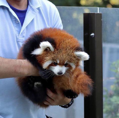 Red Panda Anime, Red Panda Aesthetic, Animals Chilling, Baby Red Panda, Red Panda Cute, Red Panda Baby, Red Pandas, Cute Small Animals, Baby Animals Pictures