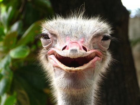 Smiling Ostrich. A jolly shot of a smiling ostrich , #ad, #jolly, #Ostrich, #Smiling, #ostrich, #smiling #ad Ostrich Head, Forest Backdrops, Head In The Sand, Funny Birds, Animal Facts, B L, Bird Species, Black Bear, Funny Faces