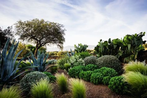 /m/loader/final_group_loader/GI 256 1 of 5/GI_256_p074-081_Montfrague/ Phillip Johnson, Beach House Landscaping, Dry Garden, Most Beautiful Gardens, Mediterranean Garden, Sustainable Garden, Native Garden, Agaves, Natural Garden