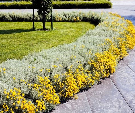 Sidewalk Ideas, Paver Sidewalk, Lavender Hedge, Brick Sidewalk, Lavender Cotton, Natural Mosquito Repellant, Garden Border, Small Shrubs, Garden Design Plans