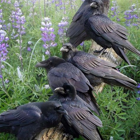 Witchcraft For The Weather Witch Goth Cottagecore, Cottagecore Witch, Black Birds, Crows Ravens, Dark Cottagecore, Witch Aesthetic, Goth Aesthetic, Believe In Magic, Dragon Age