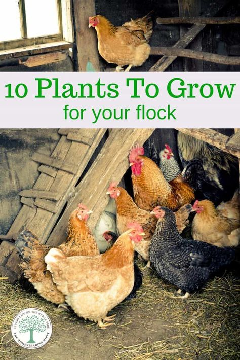 Chicken Feed Recipe, Plants For Chickens, Urban Chicken Farming, Urban Chickens, Backyard Chicken Farming, Best Chicken Coop, Chicken Run, Chicken Treats, Raising Backyard Chickens