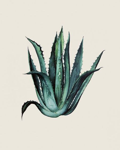 Agave Botanical Illustration Art Print #desertplants #desert #plants #doodles Agave Watercolor, Aloe Vera Tattoo, Agave Art, Plant Tattoo, Agave Plant, Watercolor Paintings Easy, Agaves, Desert Plants, Plant Illustration