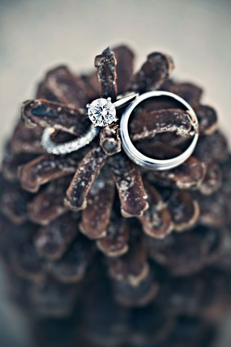 Pinecones display these rings perfectly.                                                                                                                                                                                 More December Wedding, Winter Engagement Photos, Ring Shots, Winter Wedding Ideas, Winter Wedding Inspiration, Winter Wonderland Wedding, Wedding Winter, Winter Engagement, Wonderland Wedding