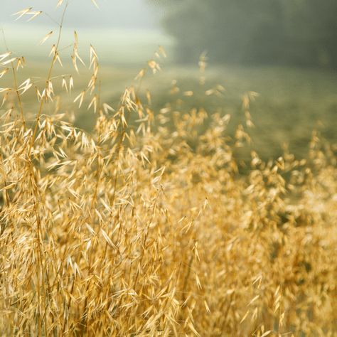 How to Grow, Forage & Harvest Medicinal Oats Oat Plant, Oats Plant, Foraging Plants, Milky Oats, Medicinal Herb Garden, Ecosystem Services, Animal Garden, Medicinal Herbs Garden, Allied Health