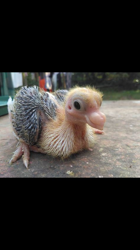 Beautiful baby pigeon Fancy Pigeons, Pigeon Racing, Baby Pigeon, Baby Names Girl, Cute Pigeon, Pigeon Loft, Pigeon Breeds, City Project