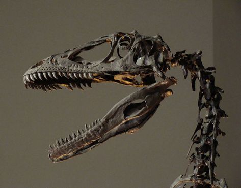 This picture shows the skull and spine of a scary looking Deinonychus skeleton, the photo was taken at the Philadelphia Academy of Natural Sciences. Deinonychus was related to the Velociraptor and lived during the early Cretaceous Period (around 110 million years ago). Skull And Spine, Prehistoric Fossils, Prehistoric Dinosaurs, Dinosaur Posters, Cretaceous Period, Fossil Bones, Dinosaur Pictures, Dinosaur Skeleton, Paleo Art