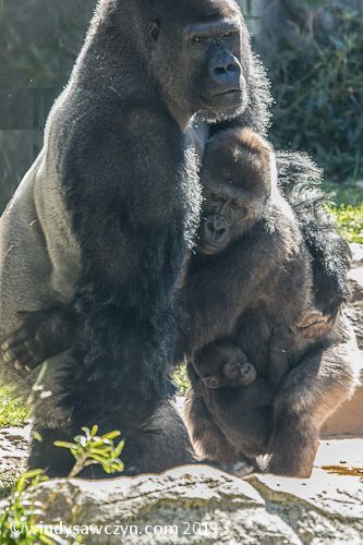 N'kosi, dad to Apollo. Here he is hugging Olympia, who is holding their son. So sweet. We'll keep looking for pics of all Apollo's ancestors. Follow along! Or feel free to send along any links you have showing Nkosi's parents, or Olympia's parents. Gorilla Gorilla, Baby Gorilla, Silverback Gorilla, Baby Gorillas, Great Ape, Animals Funny, Cutest Animals, Wildlife Animals, Cute Animal Pictures