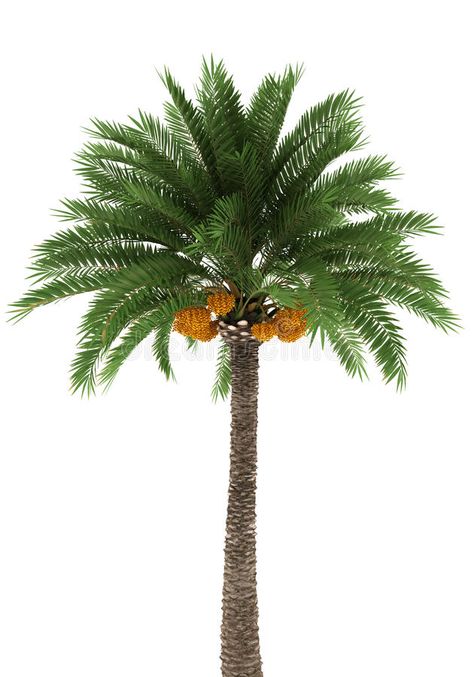 Palm tree isolated on white background. With clipping path , #AFF, #isolated, #tree, #Palm, #white, #path #ad Path Illustration, Movie Poster Project, Phoenix Dactylifera, Palm Tree Images, Palm Tree Sticker, Portfolio Illustration, Tree Palm, Doodle Background, Sacred Tree