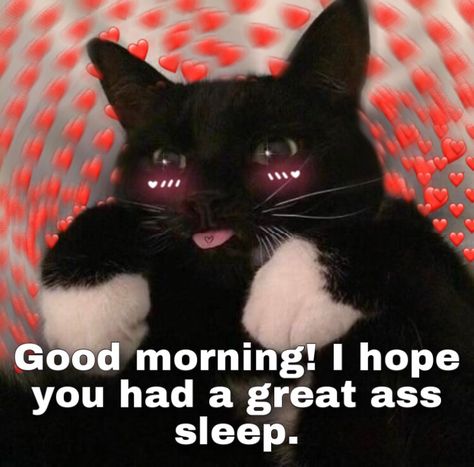 Good Morning Wholesome Pics, Gm Reaction Pic, Wholesome Goodmorning, Good Morning Cats So Cute, Goodmorning Cute, Goodnight Cat, Cat Goodnight, Good Morning Cat, Cute Text Quotes