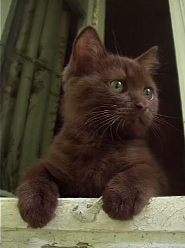 Cat Aesthetic Cute, Widget Ideas, Cat Breed, Brown Cat, Cat Aesthetic, Pretty Cats, Cuteness Overload, Green Eyes, In America