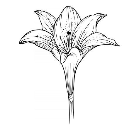 Lily Flower Outline, Daisy Flower Outline, Daisy Line Art, Lillies Tattoo, Flower Outline, Bird Coloring Pages, Drawing Vector, Art Line, Vector Flowers