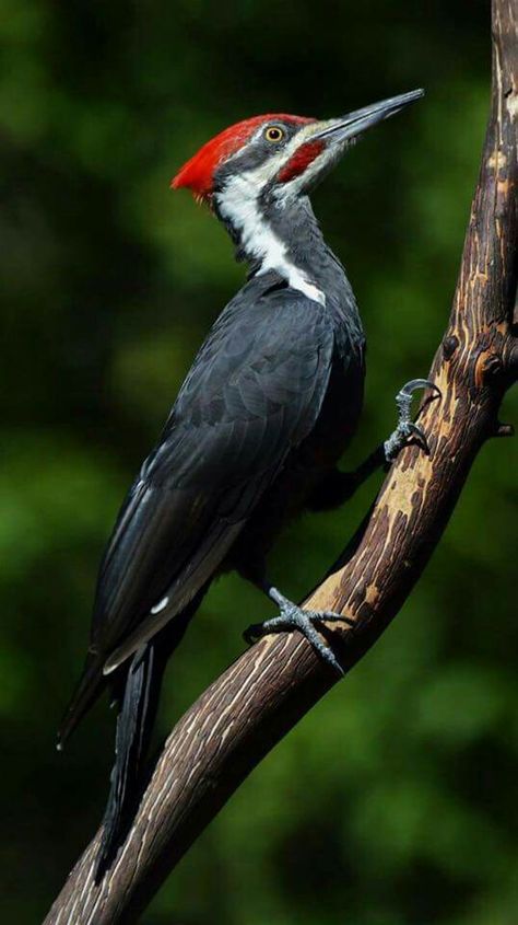 Male Pileated woodpecker - Port Orchard, Washington Pilated Woodpecker, Pileated Woodpecker Art, Pileated Woodpecker Tattoo, Pileated Woodpecker, Woodpecker Art, Phoenix Painting, Spotted Woodpecker, Stained Glass Birds, Wood Bird