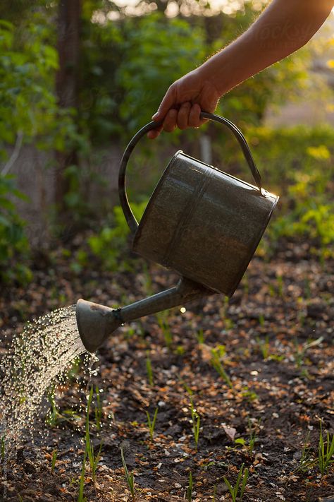 Watering Can Aesthetic, Watering The Garden, Watering Cans, Plant Images, Plant Aesthetic, Plant Powered, Water Plants, Watering Can, Dream Life