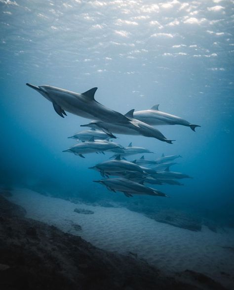 kelseywilliamsom Free Diver, Koh Tao Thailand, Ocean Vibes, Ocean Conservation, Koh Tao, Marine Mammals, Beautiful Fish, Marine Animals, Ocean Creatures