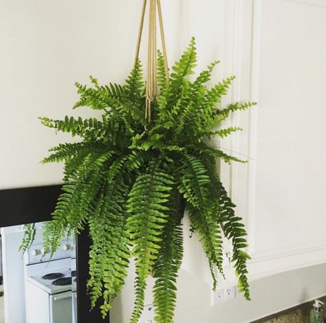 Become a proud #plantparent. Nephrolepis Exaltata, Artificial Indoor Plants, Indoor Ferns, Hanging Plants Diy, Easy House Plants, Boston Fern, Hanging Plants Indoor, Bathroom Plants, Air Purifying Plants