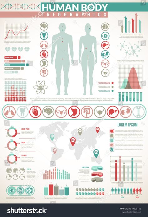 Anatomy Infographic, Medical Infographic, Medical Vector, Infographic Design Layout, Medical Anatomy, Human Anatomy, Photography Website, Ultrasound, Infographic Design