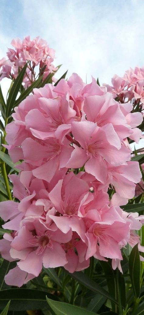 Nerium Oleander, Wellness Products, Flowering Trees, Exotic Flowers, Flower Beauty, Beautiful Blooms, Dream Garden, Love Flowers, Amazing Flowers