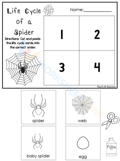 Life Cycle Of A Spider, Spider Life Cycle, Life Cycle Worksheet, Spider Fact, Spider Eggs, 1 Worksheet, Cut And Paste, Life Cycle, Life Cycles