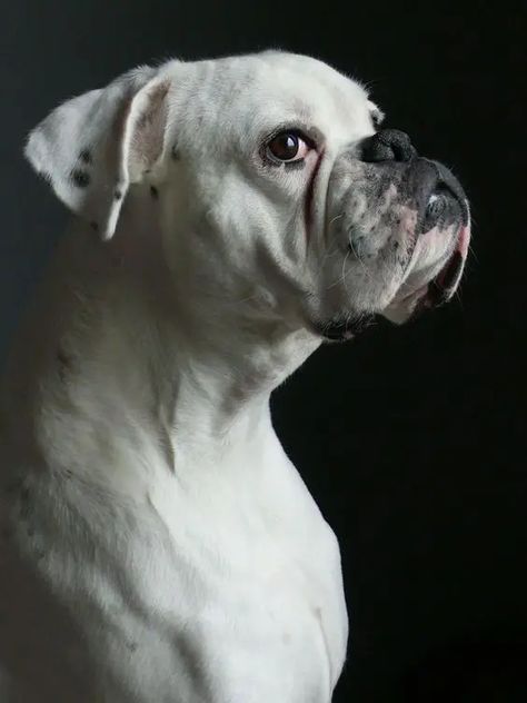 German Boxer, Boxer Dogs Facts, White Boxer Dogs, Boxer Bulldog, Boxer And Baby, White Boxers, Boxer (dog), Puppy Kisses, Boxer Puppy