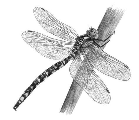 Dragonfly Illustration, Dragonfly Artwork, Dragonfly Drawing, Pencil Drawing Ideas, Fly Drawing, Dragonfly Photos, Dragonfly Tattoo Design, Watercolor Dragonfly, Insect Tattoo