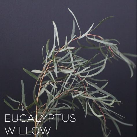 willow euc Willow Eucalyptus, Bunch Flower, Flower Gallery, Fall Bouquet, Fall Florals, Wedding Color Inspiration, Jewel Colors, Green Frame, Gray Weddings