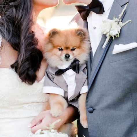 The cutest dog ringbearers we ever did see! Donning tuxes, flower crowns, halos - the works! See the cutest bunch around on #ruffledblog Ring Dog Wedding, Dog Ring Bearer Collar, Puppy Wedding, Dog Ring Bearer, Wildlife Of India, Ring Bearer Dog, Ring Bear, Dog Ring, Dog Wedding