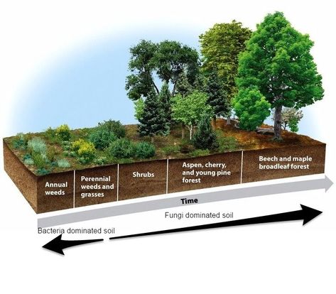 ****This one**** The Definitive Guide to Building Deep Rich Soils by Imitating Nature ***Also Food Forest, and downloadable free ebook. Permaculture Food Forest, Ecological Succession, Food Forest Garden, Permaculture Gardening, Permaculture Design, Perennial Shrubs, Food Forest, Forest Garden, Garden Soil