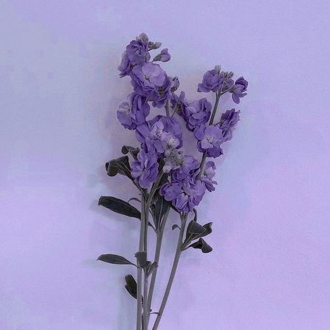 Violet Aesthetic, Purple Flowers Wallpaper, Purple Vibe, Lavender Aesthetic, Color Vibe, Purple Themes, Purple Home, Bleu Pastel, All Things Purple