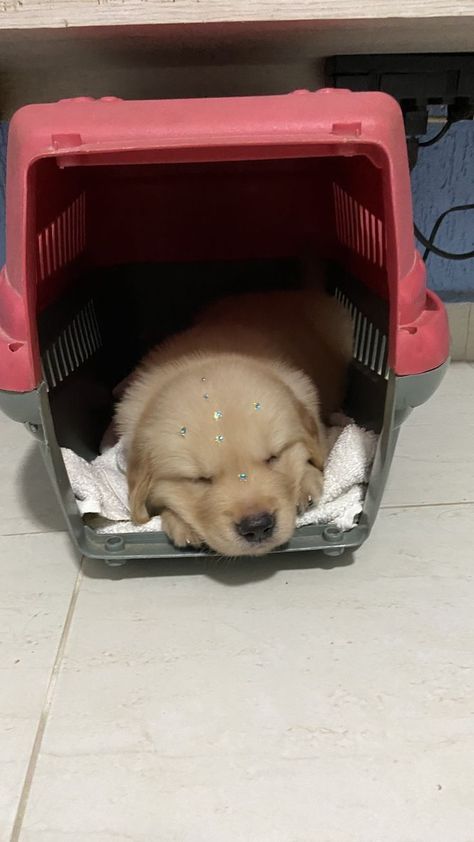 Golden Retriever Puppies Sleeping So Much – Know The Reasons | Dog Tips Puppies Sleeping, Cutest Puppy Ever, Dog Remedies, Golden Retriever Puppies, Cutest Puppies, Sleeping Puppies, Baby Boy Photography, Retriever Puppies, Cute Dog Pictures