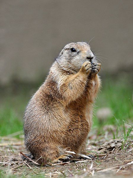 Baby Capybara, Prairie Dogs, Dog Coloring Book, The Burrow, Prairie Dog, Curious Creatures, Dog Daycare, Animal Facts, Free Dogs