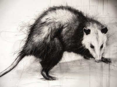 opossum. April Coppini Opossum Tattoo, Ghana Weaving Hairstyles, Opossum Art, Line Drawing Face, Weaving Hairstyles, Animal Concept, Not Motivated, Nigerian Women, Ghana Weaving