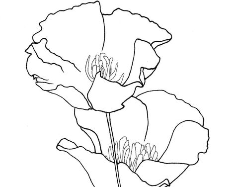 Easy Sketch Art Of Flowers Bouquet, Floral Line Art Hand Drawn 20D California Poppy Drawing, Flower Tats, Poppy Coloring Page, Poppy Wall Art, Poppy Drawing, California Poppies, Flower Line Drawings, Diy Yarn, Flower Art Drawing