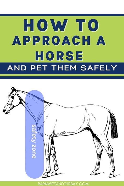 horse diagram showing the safety zone. Text reads "how to approach a horse and pet them safely" Summer Camp Art, Horse Ownership, Prey Animals, Healthy Horses, Horse Care Tips, Horse Training Tips, Introduce Yourself, Invitation To Play, Horse Training