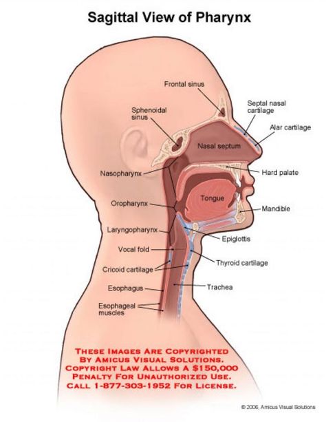 Throat Anatomy, Mouth Anatomy, Emt Study, Anatomy Organs, Human Mouth, Nasal Septum, Human Body Unit, Respiratory Therapy, Medical School Essentials