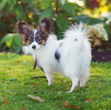 Papillon Puppies For Sale Near Me, Papillon Puppies For Sale, Papillion Puppies, Papillon Dog Puppy, Papillon Puppies, Papillon Puppy, Papillon Dog, Puppy For Sale, Pet Grooming