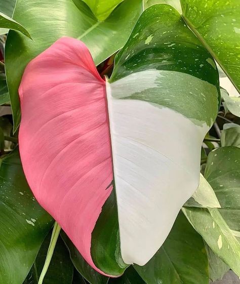 plants indoor decor on Instagram: “So beautiful pink philodendron 👌 . . 📷@ozidan_plants . . Tag your friends Support us with your likes and follow . 💡💡 DM for credit or…” Princess Philodendron, Philodendron Pink Princess, Instagram White, Plant Decor Indoor, Houseplants Indoor, White Princess, Starter Plants, Neem Oil, Pink Princess